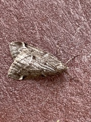 Alsophila