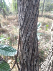 Vitis rotundifolia rotundifolia