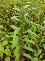 Andrographis echioides
