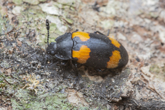 Episcapha quadrimacula