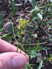 Sisymbrium erysimoides