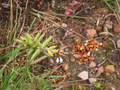 Crassula mollis