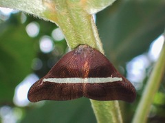 Pochazia sinuata