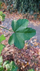 Malva sylvestris mauritiana