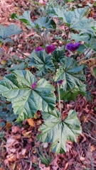 Malva sylvestris mauritiana