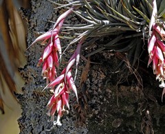 Tillandsia recurvifolia