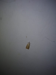 Scirpophaga incertulas