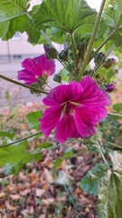 Malva sylvestris mauritiana