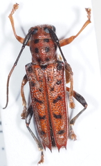 Glenea vigintiduomaculata