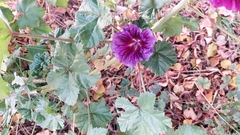 Malva sylvestris mauritiana