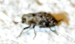 Thecesternus maculosus