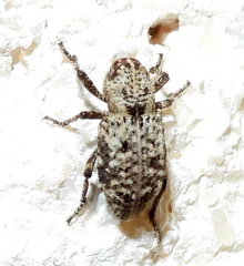Thecesternus maculosus