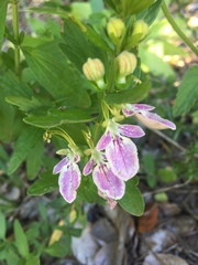 Teucrium bicolor