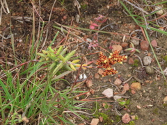 Crassula mollis