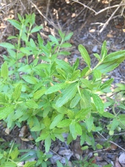 Teucrium bicolor