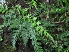 Asplenium pekinense