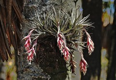 Tillandsia recurvifolia