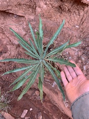 Mentzelia decapetala