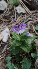 Veronica ponae