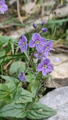 Veronica ponae