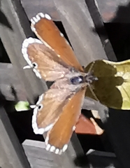 Cacyreus marshalli