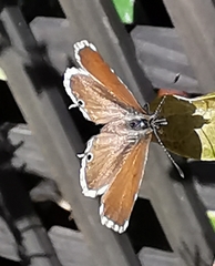 Cacyreus marshalli