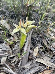 Caladenia × erminea