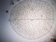 Actinosphaerium eichhornii
