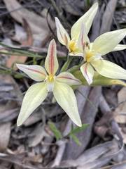 Caladenia × erminea