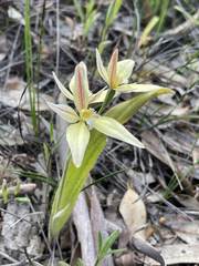 Caladenia × erminea