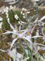 Caladenia varians