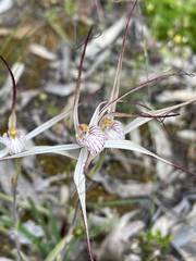 Caladenia varians