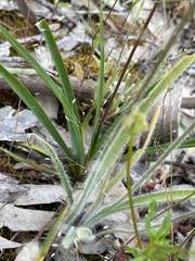 Caladenia varians