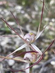 Caladenia varians