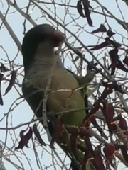 Myiopsitta monachus
