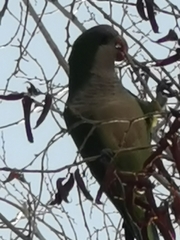 Myiopsitta monachus