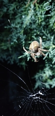 Araneus