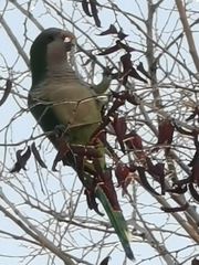 Myiopsitta monachus