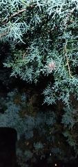 Araneus