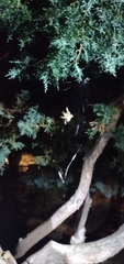 Araneus