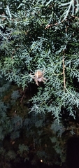 Araneus