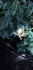 Araneus