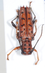 Glenea vigintiduomaculata