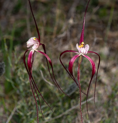 Caladenia chapmanii