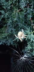 Araneus