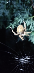 Araneus