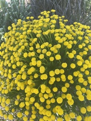 Chrysocoma coma-aurea