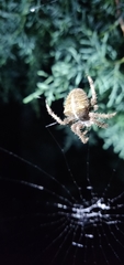 Araneus