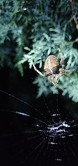 Araneus