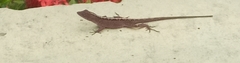 Anolis humilis